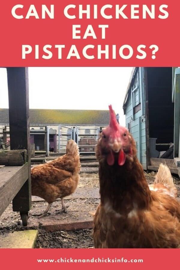 Can Chickens Eat Pistachios