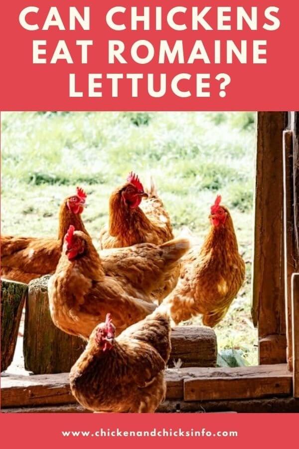 Can Chickens Eat Romaine Lettuce