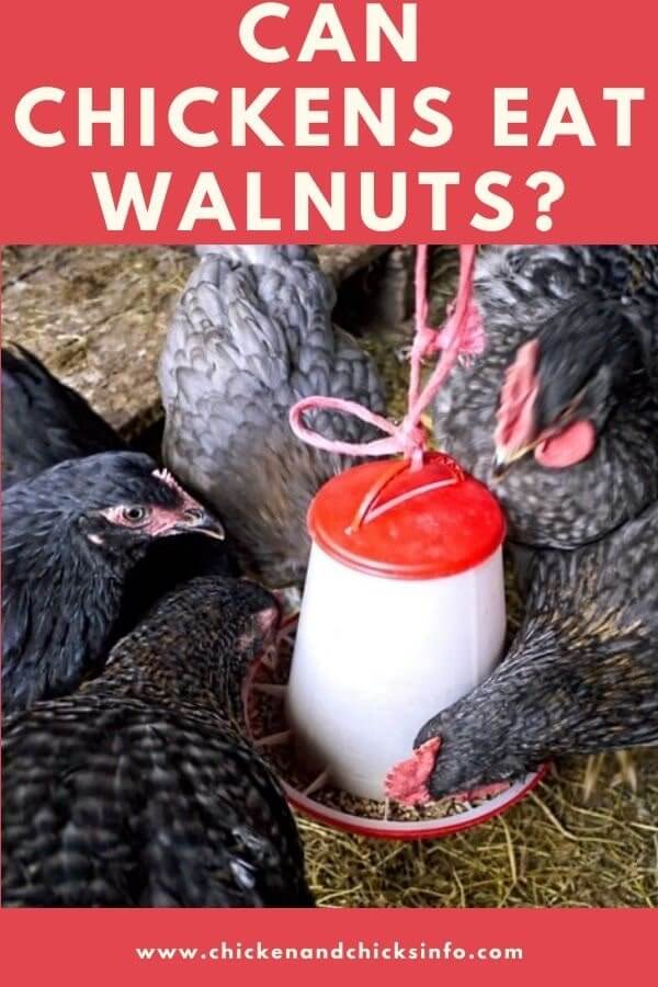 Can Chickens Eat Walnuts