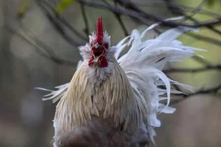 Chickens Can Make a Lot of Different Sounds