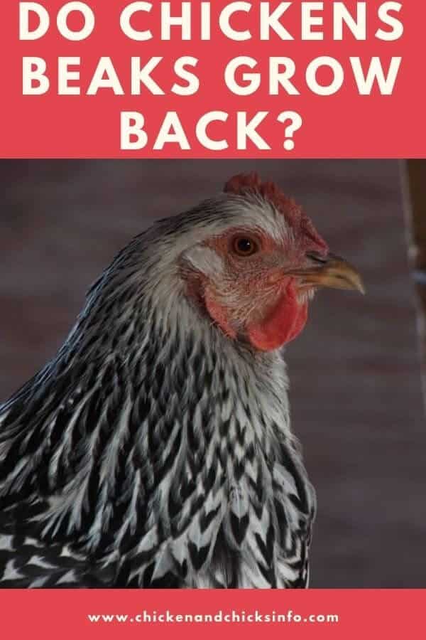Do Chickens Beaks Grow Back