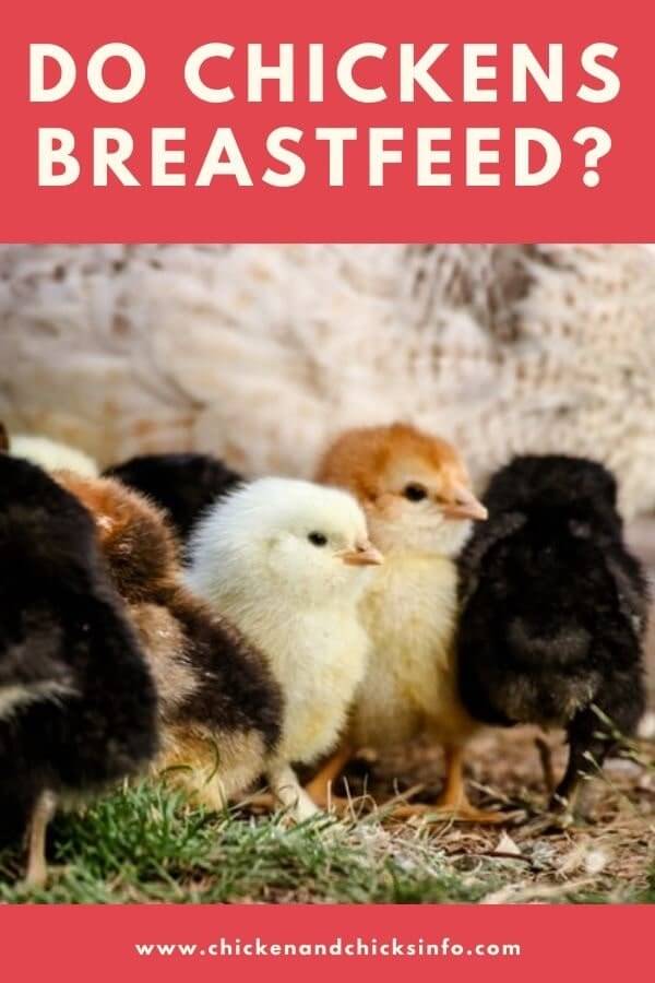 Do Chickens Breastfeed