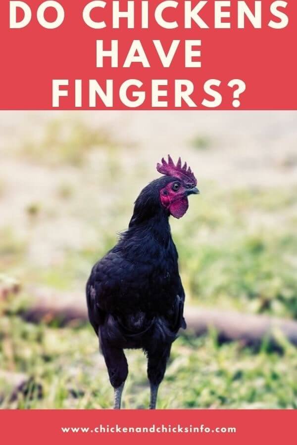 Do Chickens Have Fingers