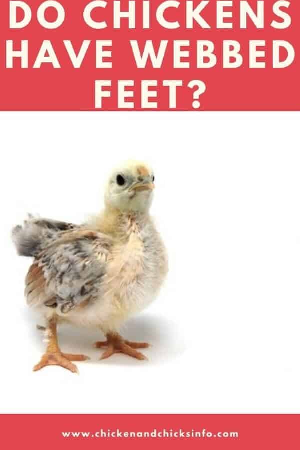 Do Chickens Have Webbed Feet