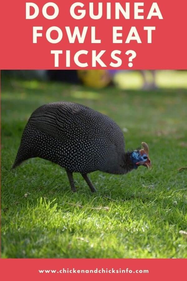 Do Guinea Fowl Eat Ticks