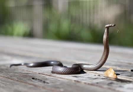 Do Guinea Fowl Kill or Eat Snakes