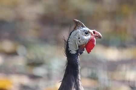 Guineafowl - Wikipedia