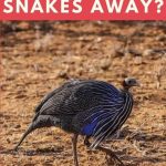 Guinea Fowl and Snakes