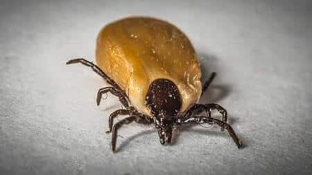 How Dangerous Are Ticks on Chickens