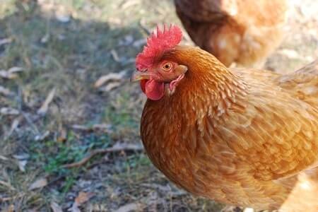 Red Star Chicken Temperament and Personality