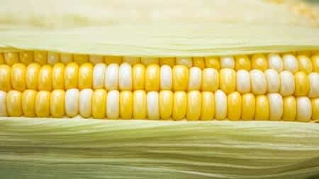 What Is Cornmeal