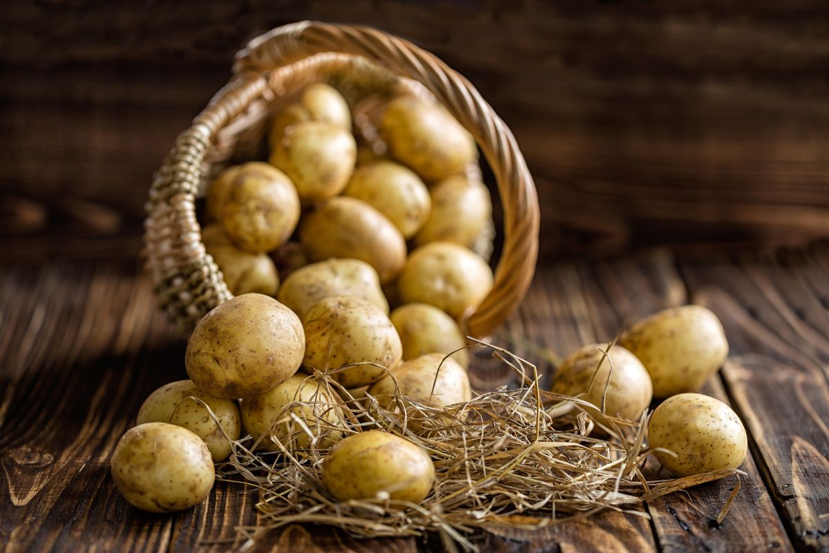 An organic potatoes on a wooden table spilled from a basket.