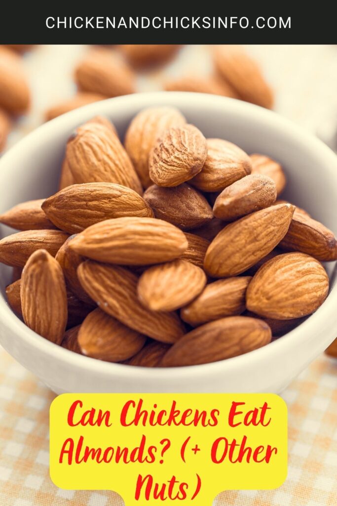 Can Chickens Eat Almonds? (+ Other Nuts) Chicken & Chicks Info