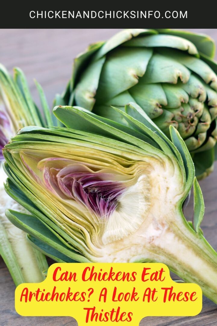 Can Chickens Eat Artichokes? A Look At These Thistles Chicken