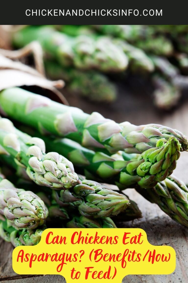 Can Chickens Eat Asparagus? (Benefits/How to Feed) Chicken & Chicks Info