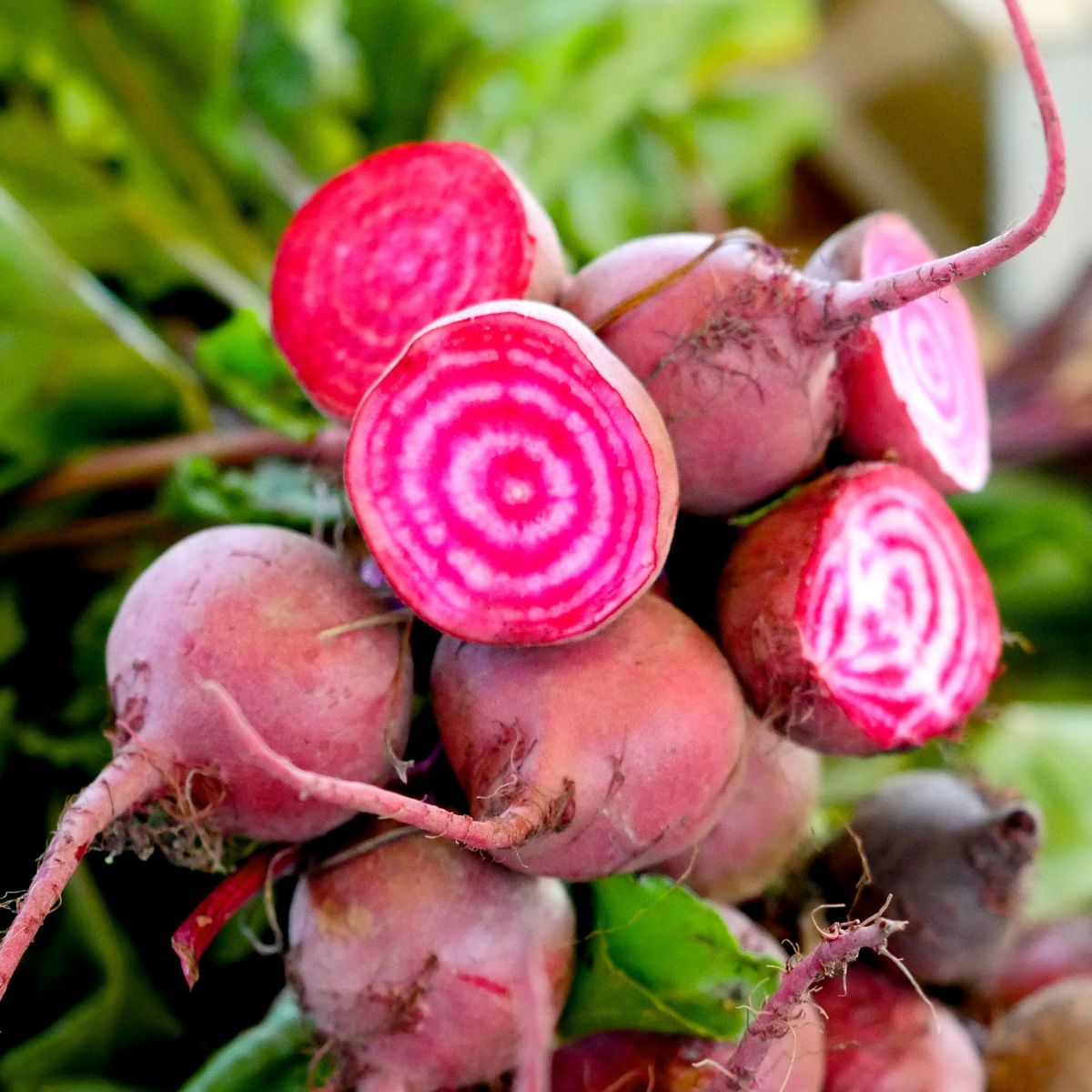 Can Chickens Eat Thyme? (A Powerful Natural Herb) Chicken & Chicks Info