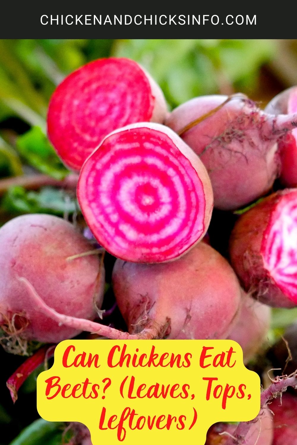 Can Chickens Eat Beets? (Leaves, Tops, Leftovers) poster.