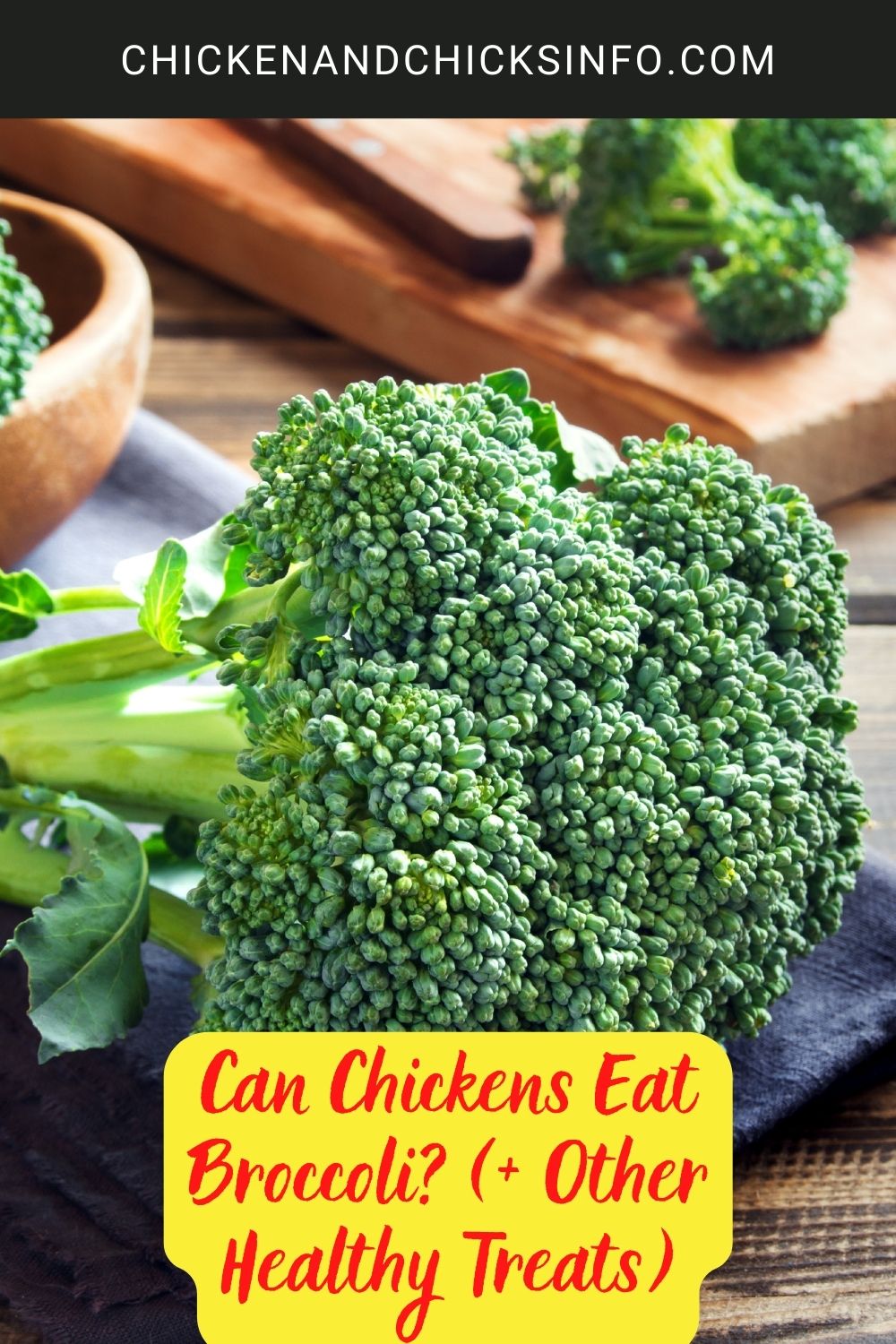 Can Chickens Eat Broccoli? (+ Other Healthy Treats) poster.
