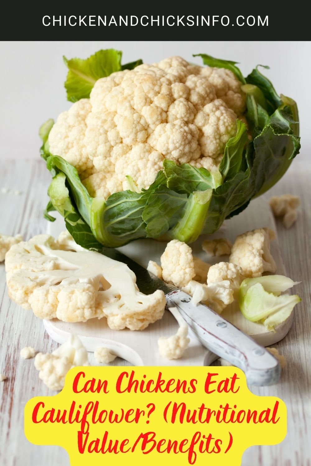 Can Chickens Eat Cauliflower? (Nutritional Value/Benefits) poster.
