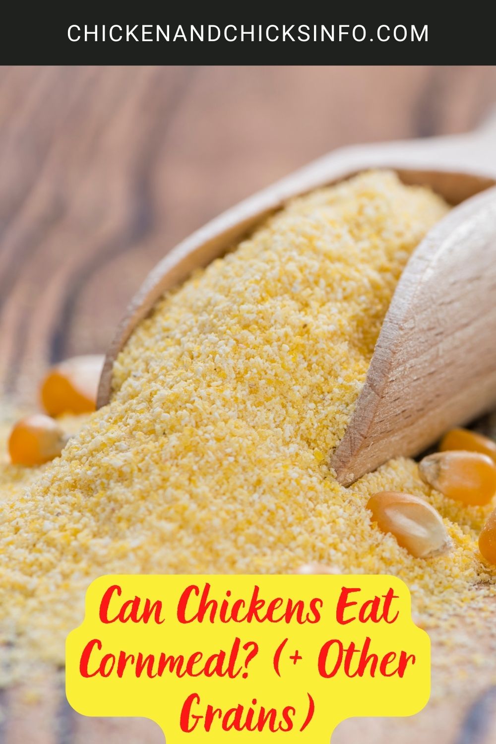 Can Chickens Eat Cornmeal? (+ Other Grains) poster.
