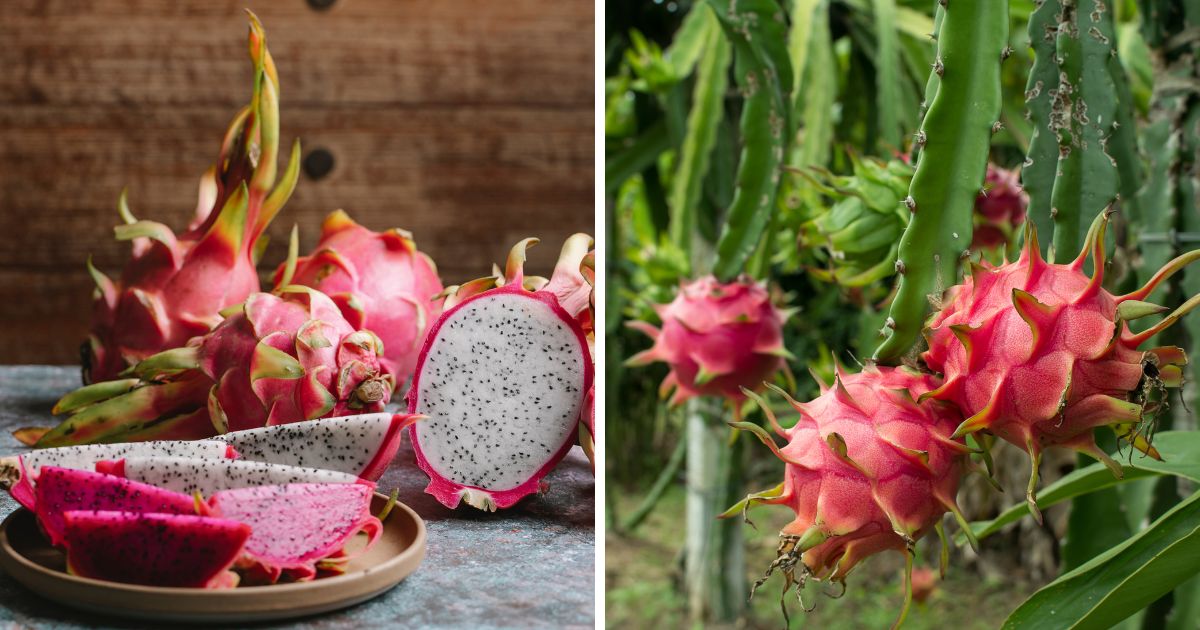 Can Chickens Eat Dragon Fruit? An Interesting & Tasty Fruit! Chicken