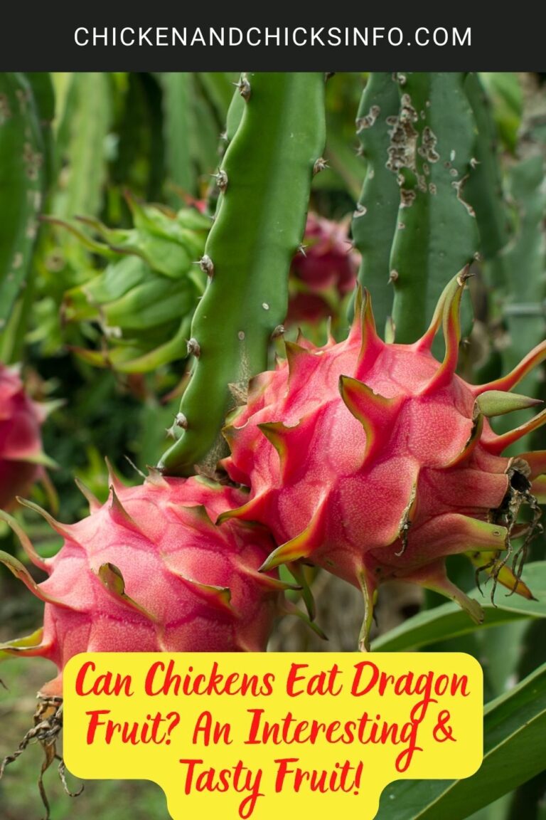 Can Chickens Eat Dragon Fruit? An Interesting & Tasty Fruit! Chicken