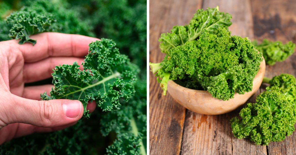 Can Chickens Eat Kale? (Superfood for Chickens) Chicken & Chicks Info