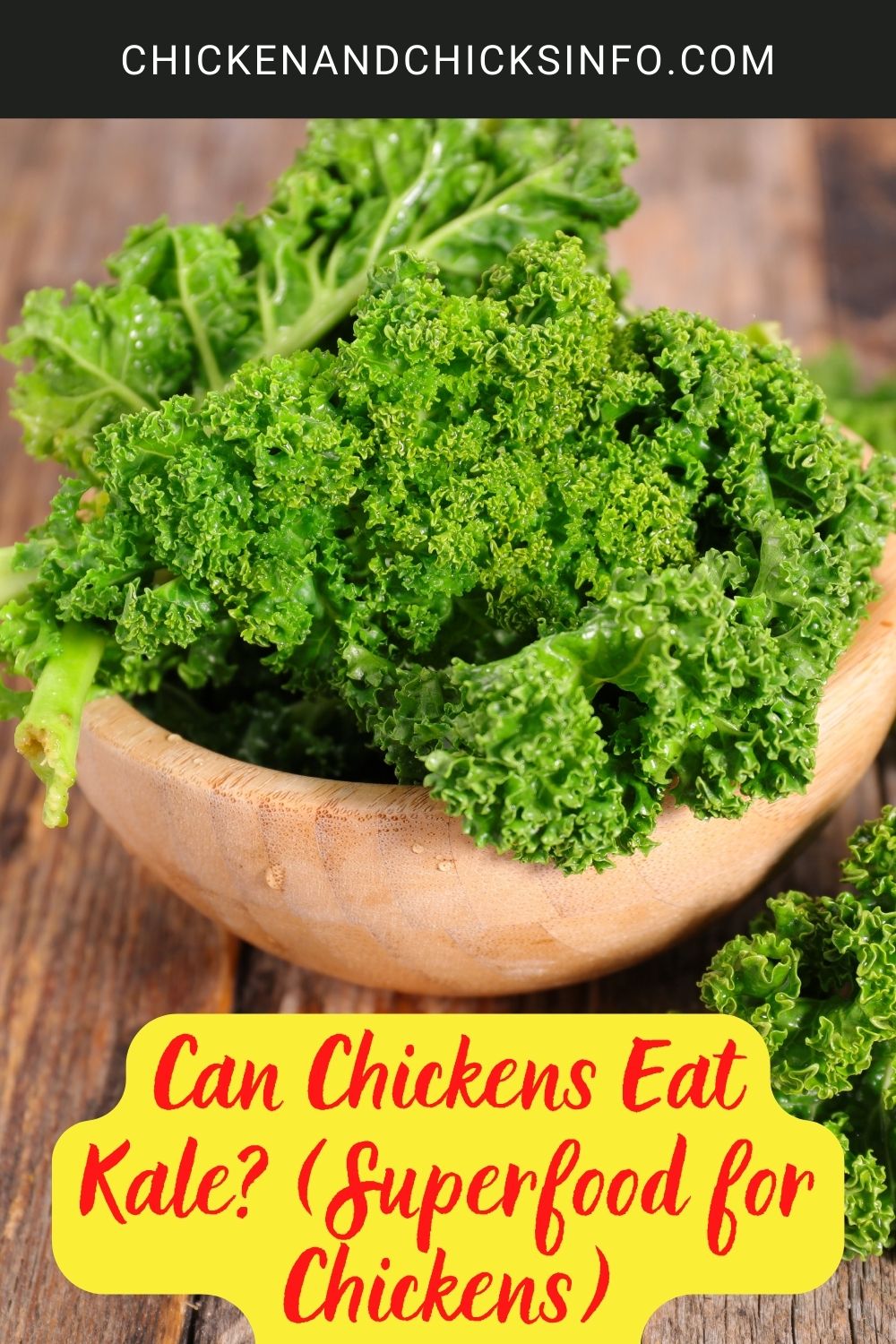 Can Chickens Eat Kale? (Superfood for Chickens) poster.  