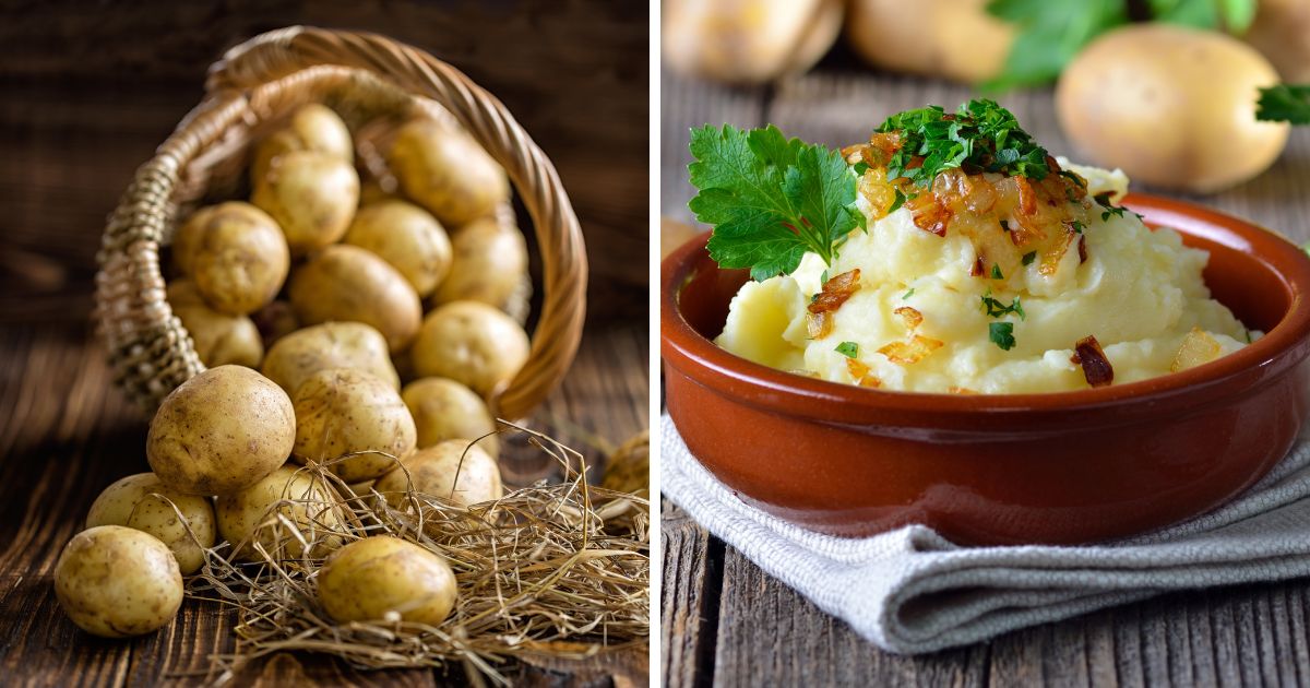 Can Chickens Eat Mashed Potatoes? (+ Other Good/Bad Foods) Chicken & Chicks Info