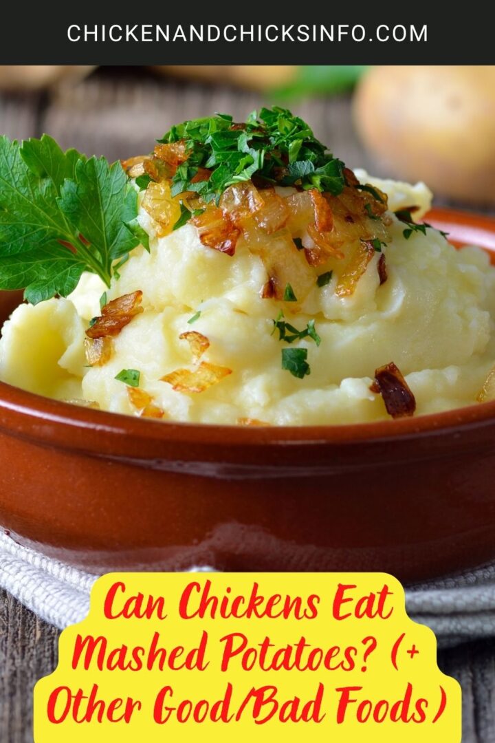 Can Chickens Eat Mashed Potatoes? (+ Other Good/Bad Foods) Chicken & Chicks Info