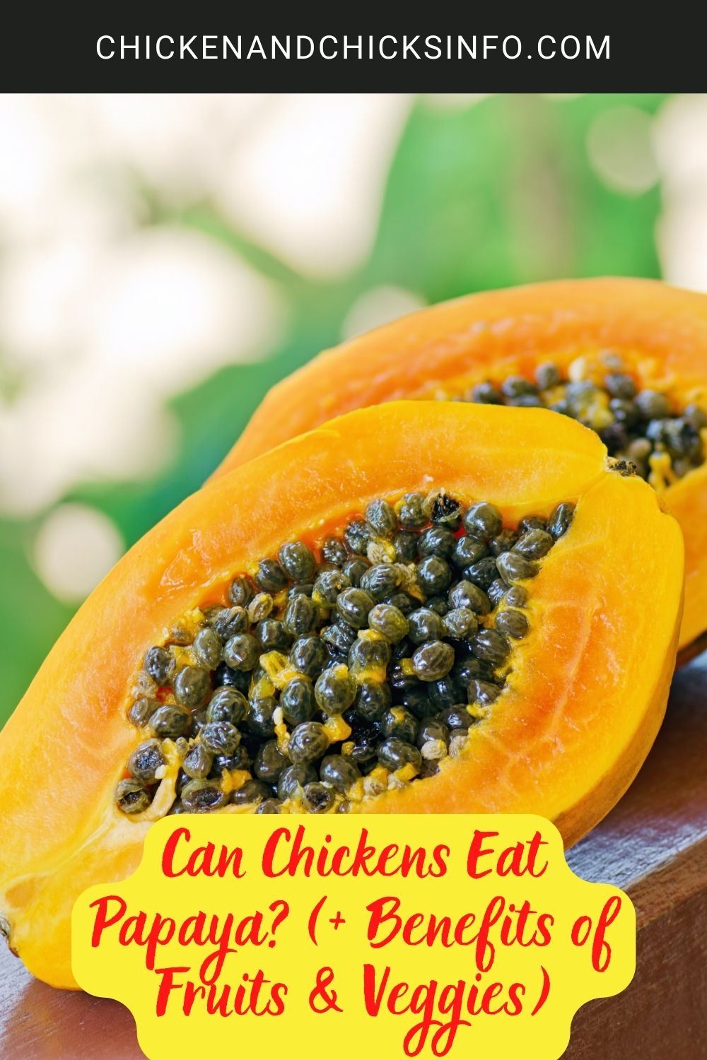 Can Chickens Eat Papaya? (+ Benefits of Fruits & Veggies) poster.
