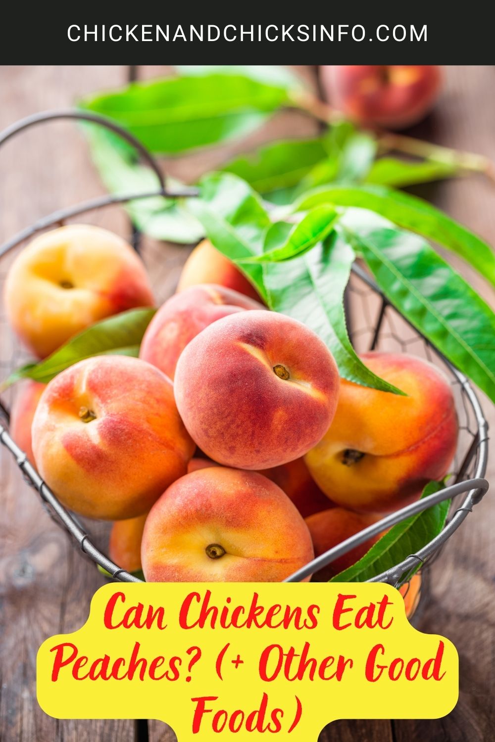 Can Chickens Eat Peaches? (+ Other Good Foods) poster.
