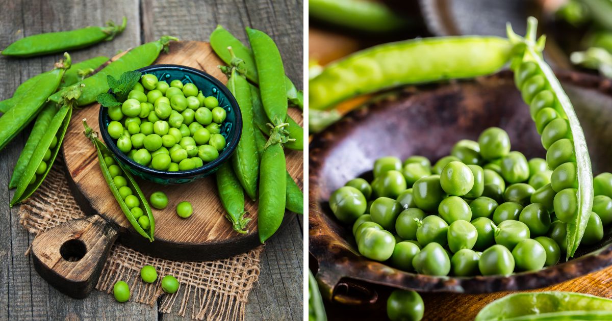 Can Chickens Eat Peas? (Nutrition/Benefits) Chicken & Chicks Info