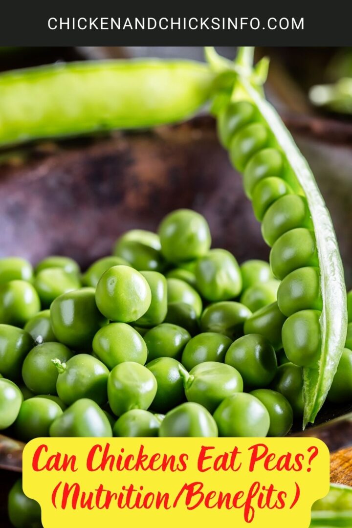 Can Chickens Eat Peas? (Nutrition/Benefits) Chicken & Chicks Info