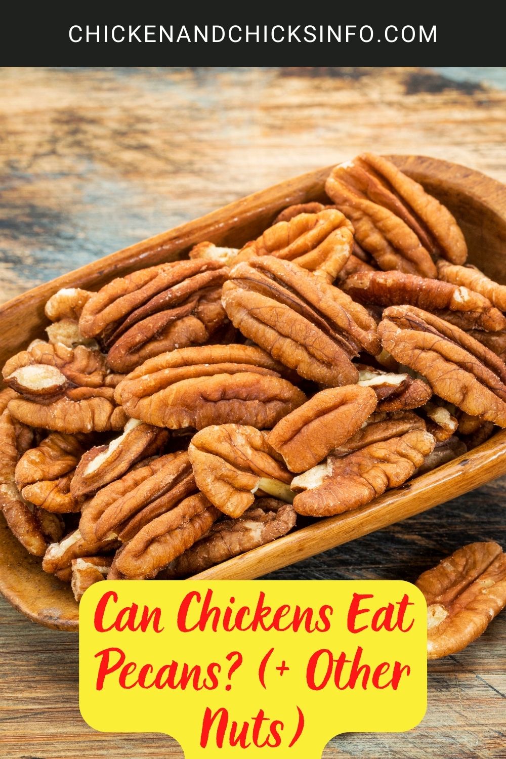 Can Chickens Eat Pecans? (+ Other Nuts) poster.
