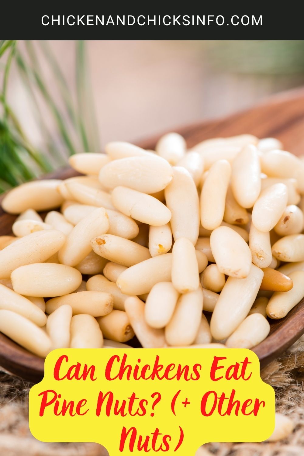 Can Chickens Eat Pine Nuts? (+ Other Nuts) poster.
