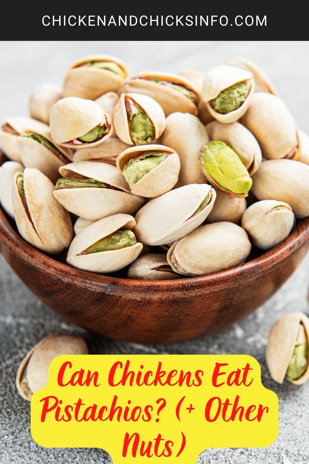 Can Chickens Eat Pistachios? (+ Other Nuts) poster.
