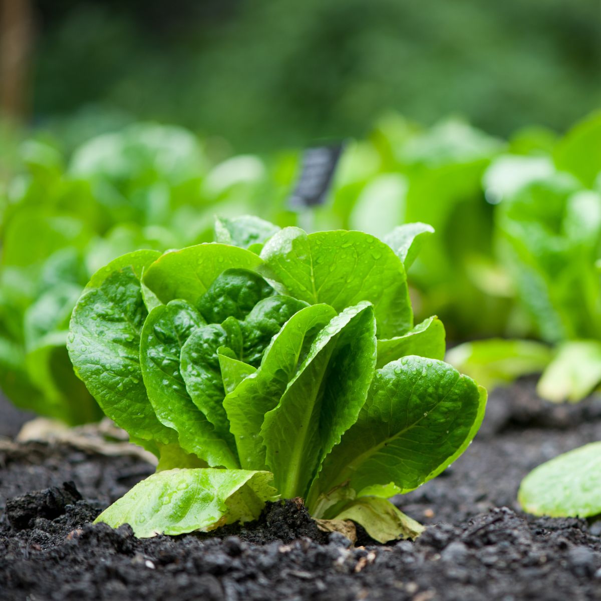 Stunning Can Chickens Eat Romaine Lettuce Picture for Desktop Stunning Can Chickens Eat Romaine Lettuce Picture for Desktop