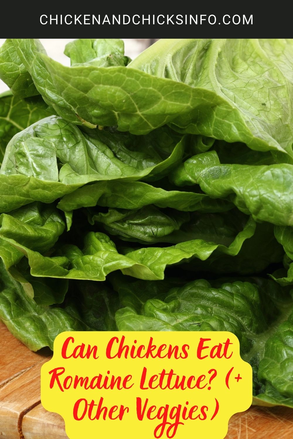 Can Chickens Eat Romaine Lettuce? (+ Other Veggies) poster.
