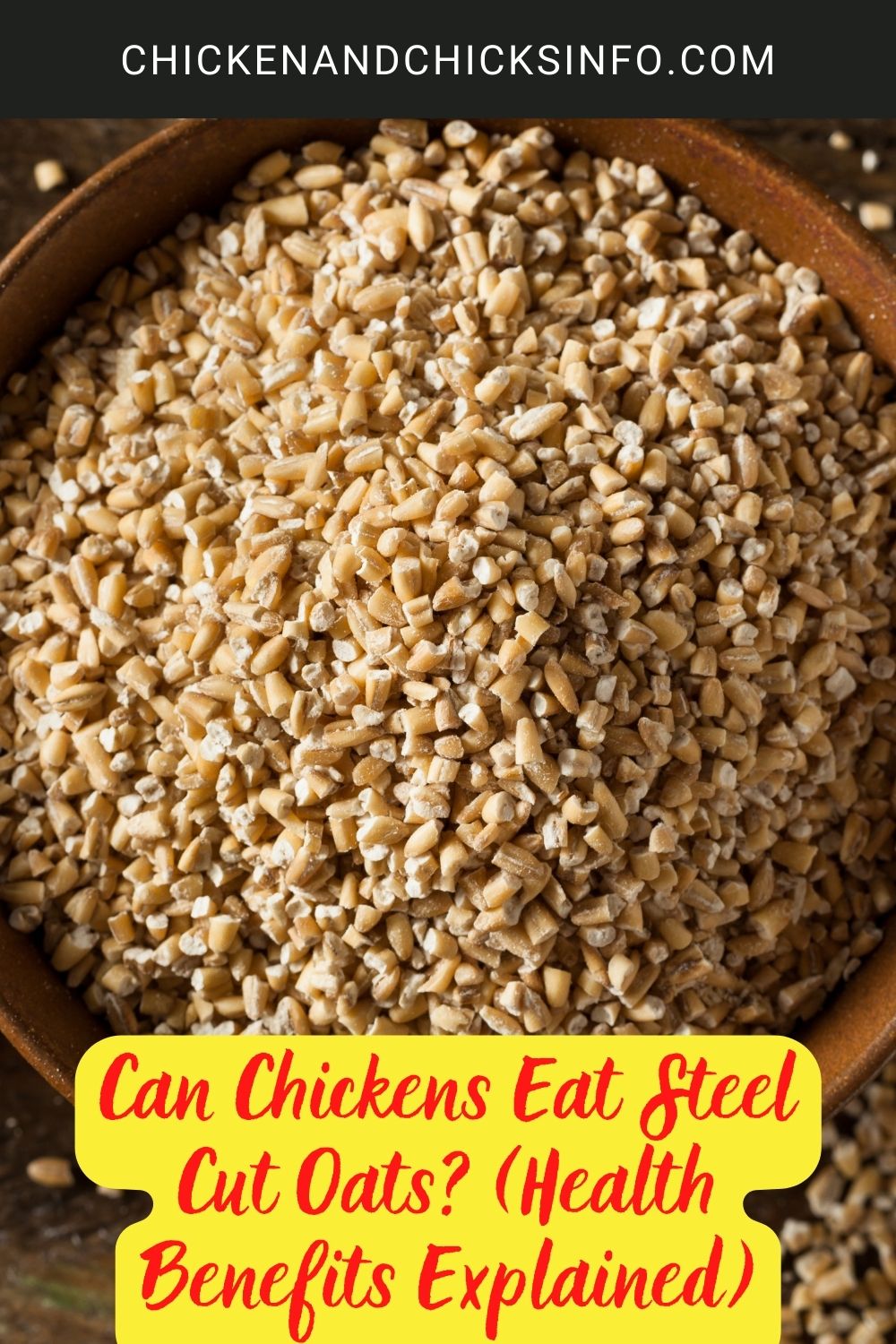 Can Chickens Eat Steel Cut Oats? (Health Benefits Explained) poster.
