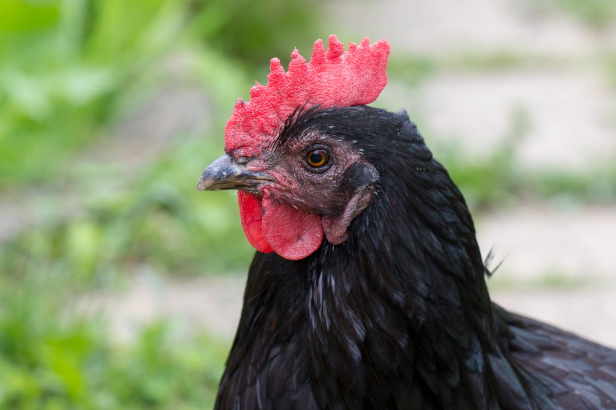 A close-up of a black chicken head.