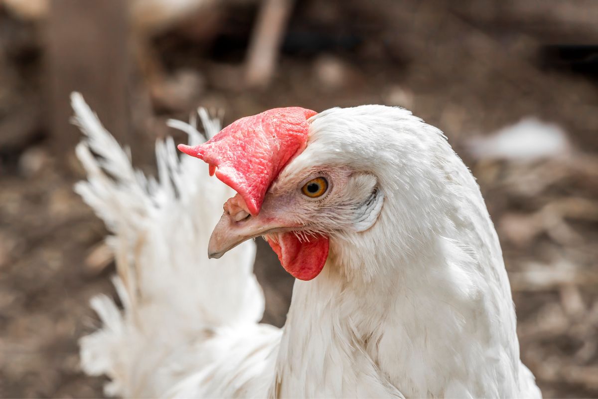 A close-up of a white chicken head.