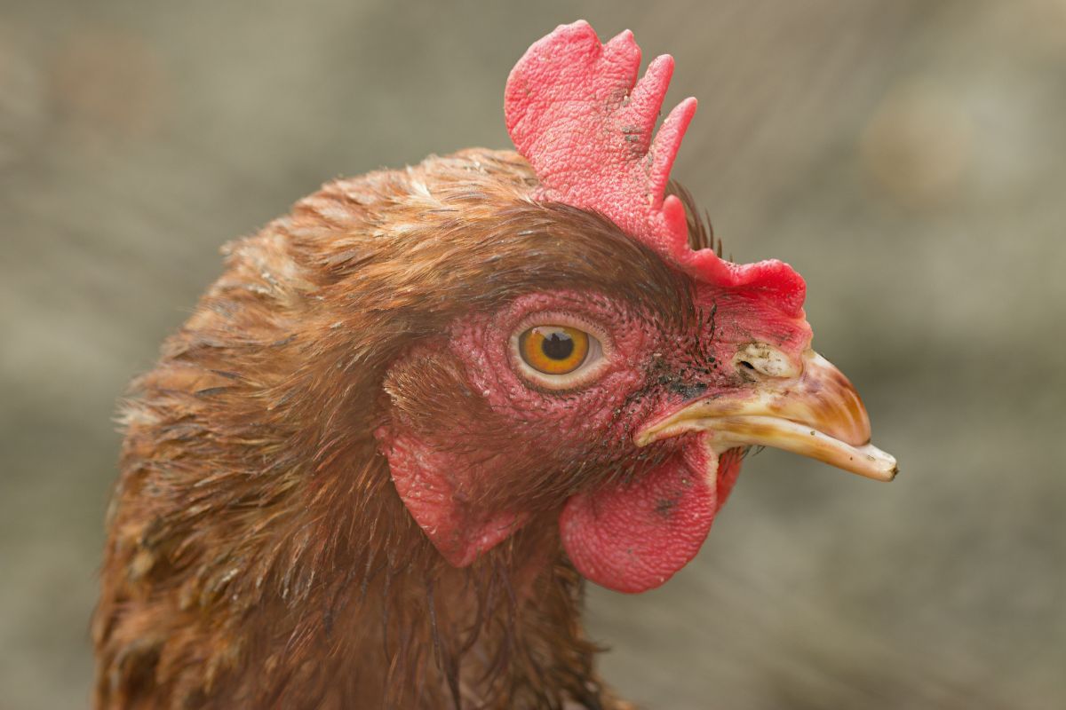 A close-up of a brown chicken head.