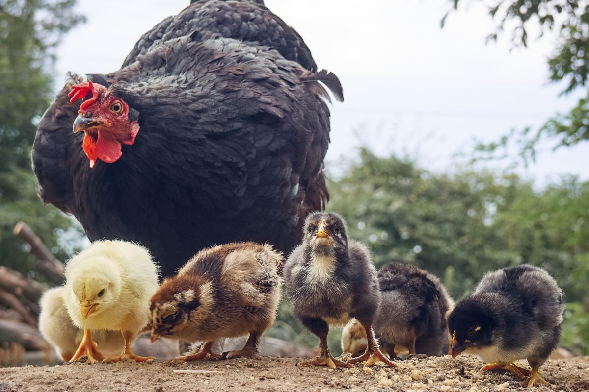 A black chicken with her chicks in a backyard.