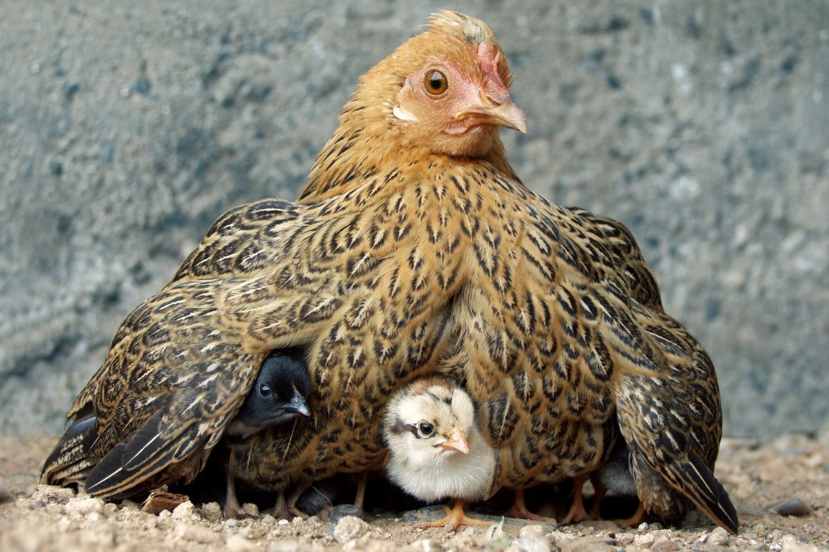 Cute chicks are hiding under mother's wings.