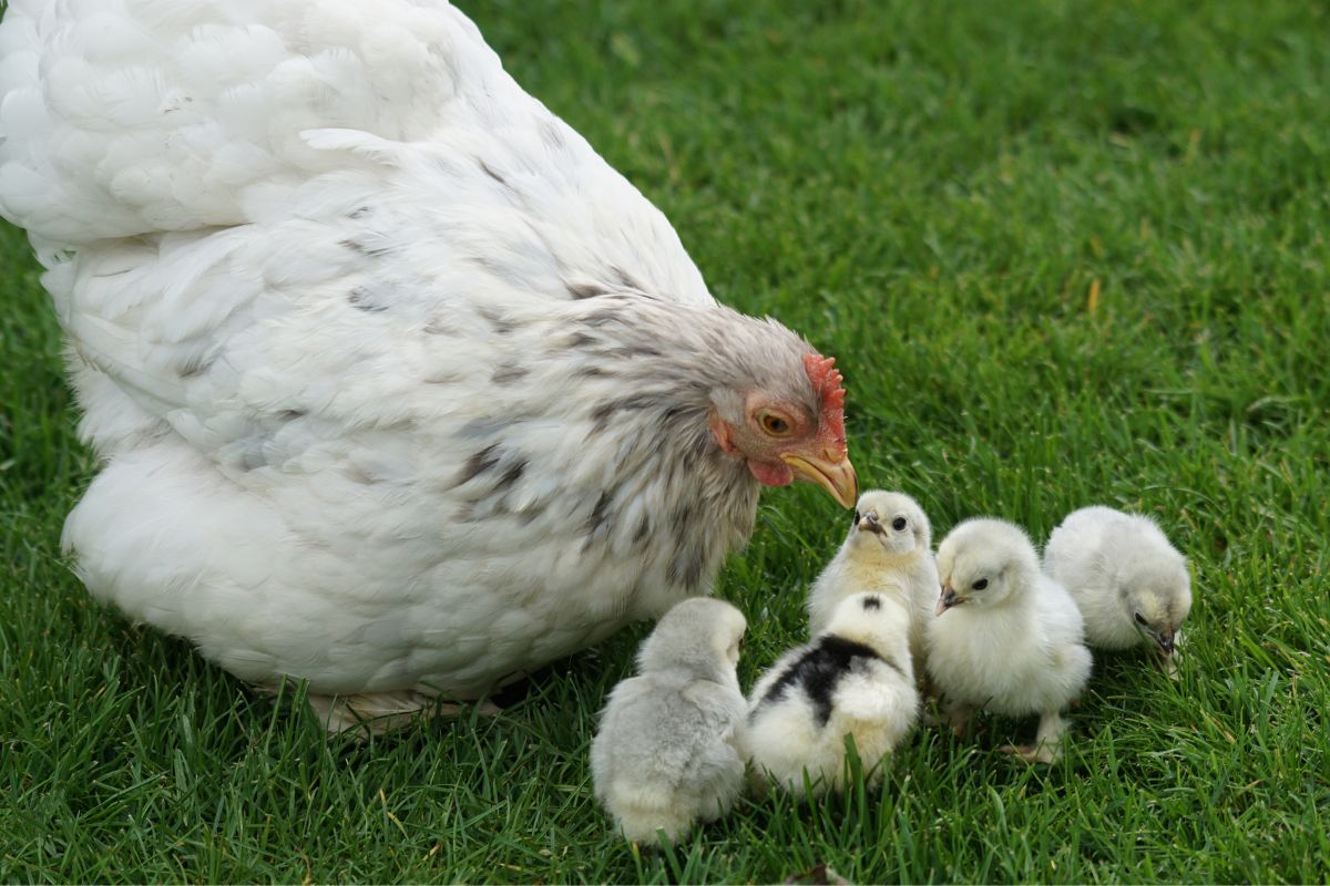 A white chicken with her chicks on a green pasture.