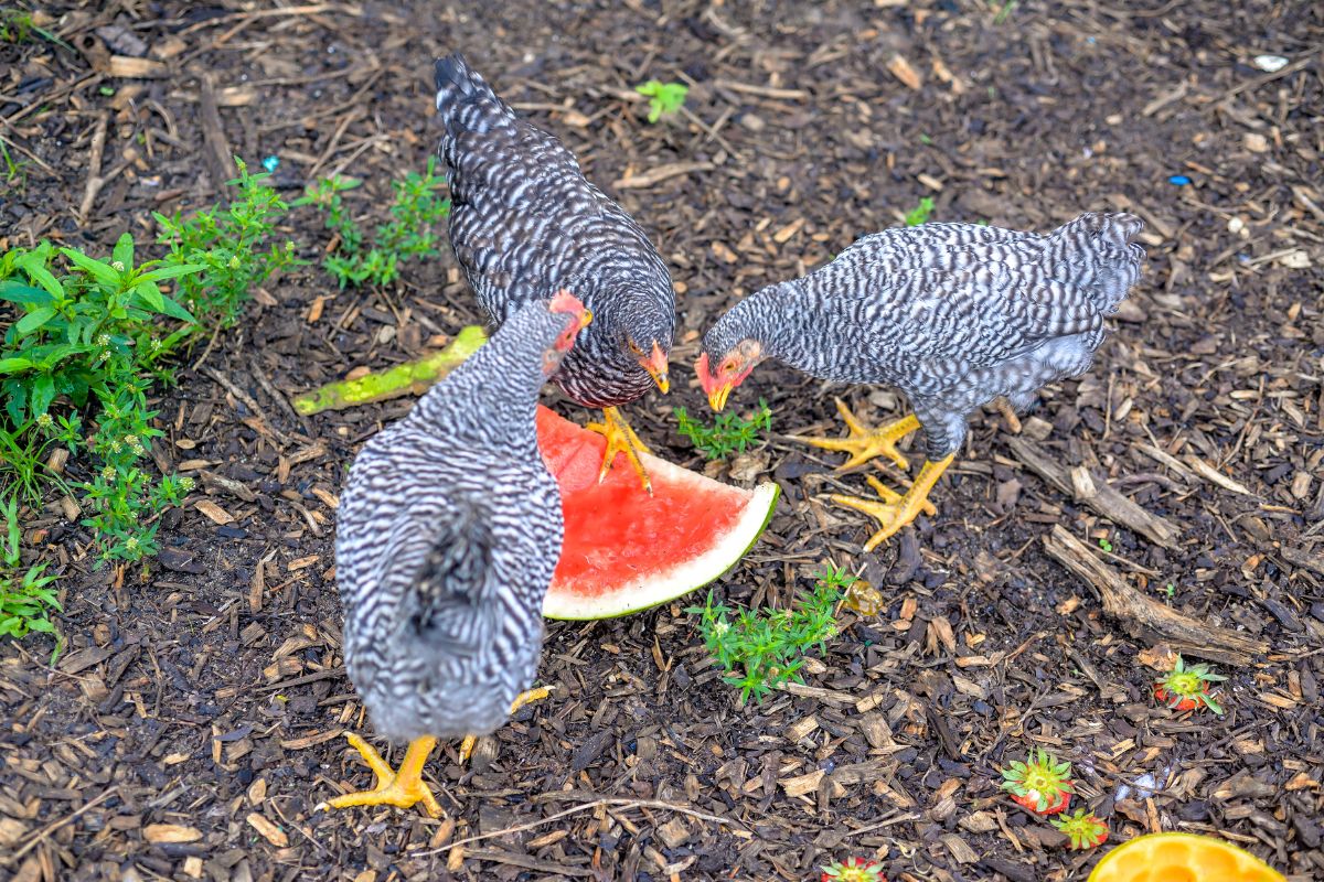 Three gray chickens eating watermelon in a backyard.