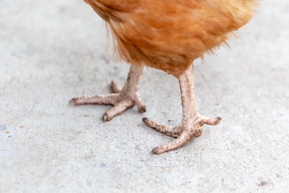 A close-up of chicken feet.