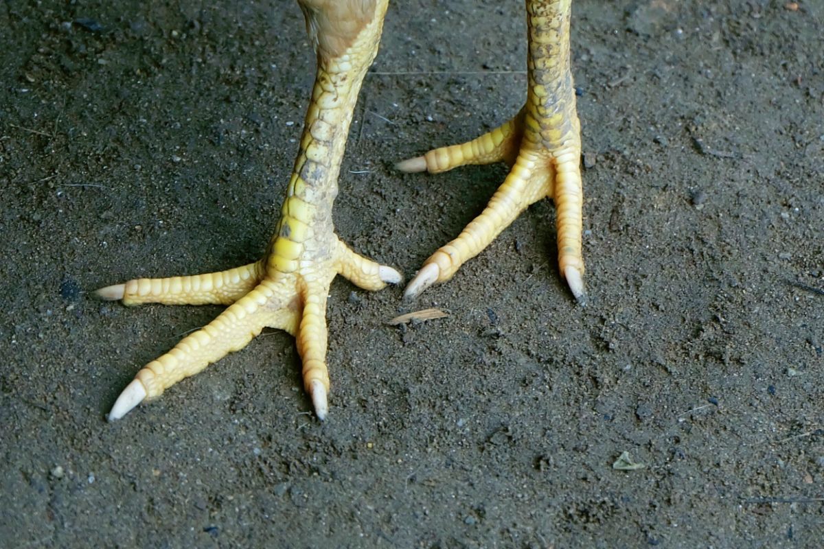 A close-up of chicken feet.