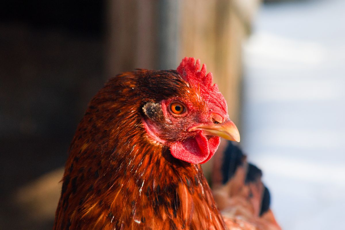 A close-up of a brown chicken head.